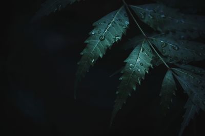 Close-up of water drops on leaves