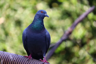 Front view of the face of rock pigeon face to face. racing pigeon or domestic messenger pigeon.