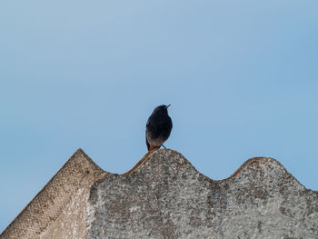 Low angle view of bird perching on roof against clear sky