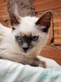 Close-up portrait of cat relaxing on bed