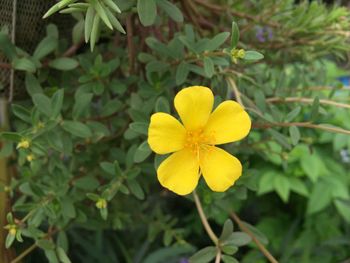 Close-up of yellow flower blooming outdoors