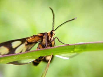 Close-up of insect on plant