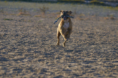 Dog running on land