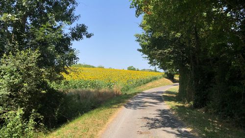 Road amidst trees on field against sky