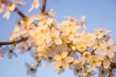 Beautiful plum tree branches full with white flowers in spring.