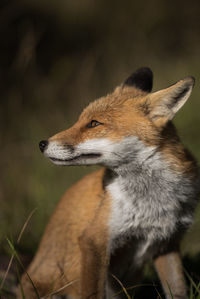 Close-up of a fox looking away