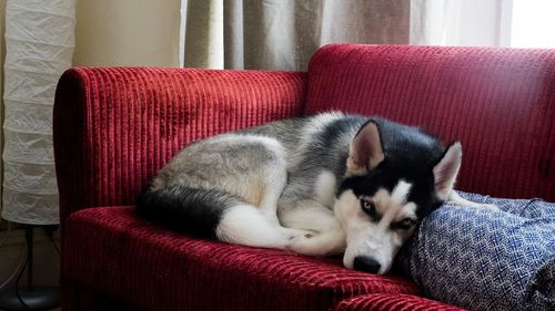 Close-up of dog sleeping on sofa