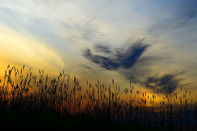 Tranquil-scenic view of sunset sky with silhouette of plants in front of it. 