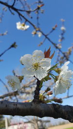 Low angle view of blooming tree against sky