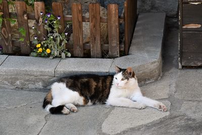 Cat resting outdoors