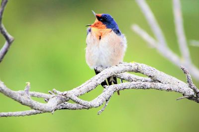 Close-up of bird perching on branch