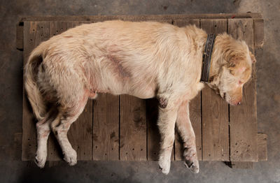 Side view of sheep in stable