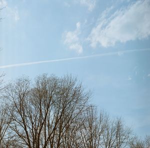 Bare trees against sky