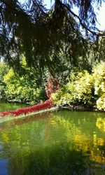 Scenic view of lake by trees