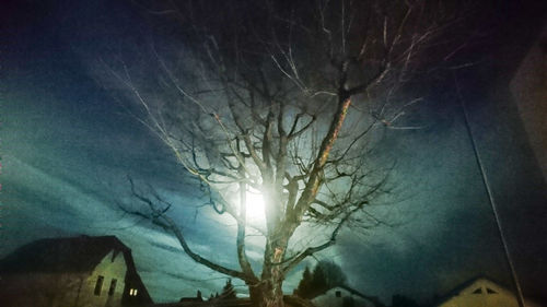 Bare trees against sky