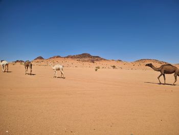 Camel standing on field against clear blue sky