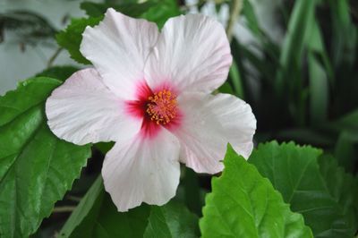 Close-up of white flowers