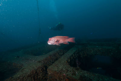 View of fish swimming in sea