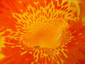 Close-up of orange underwater