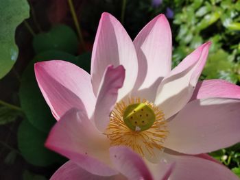 Close-up of pink water lily