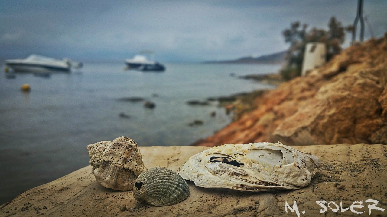 beach, water, focus on foreground, sea, sand, shore, close-up, nature, wood - material, rock - object, tranquility, log, day, outdoors, driftwood, no people, stone - object, selective focus, reptile, sunlight