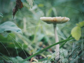 Close-up of mushrooms growing on field