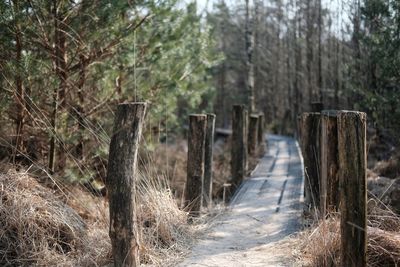 Trees in forest