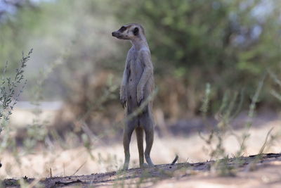 Close-up of meerkat