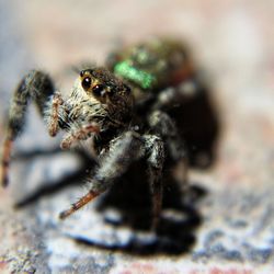 Close-up of spider