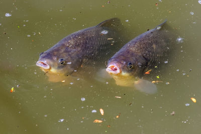 High angle view of fish swimming in sea