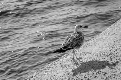 Close-up of bird perching on shore