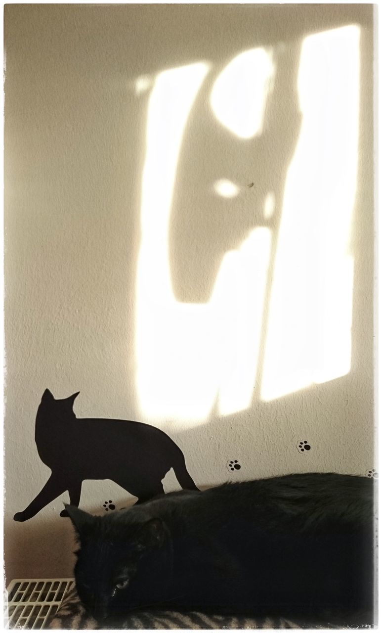 domestic animals, animal themes, shadow, indoors, pets, one animal, dog, mammal, no people, day