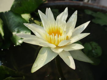 Close-up of white flowering plant