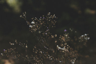 Close-up of plants against blurred water