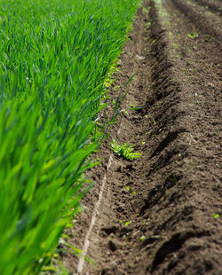 Plant growing on field