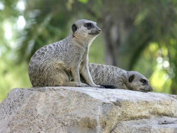 Close-up of meerkats sitting on rock