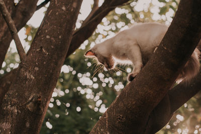 Low angle view of cat on tree