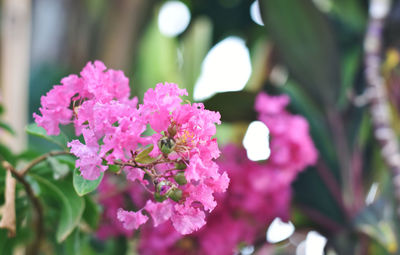 Close-up of pink flowering plant