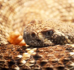Close-up of snake