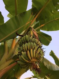 Low angle view of banana tree