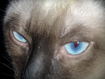 Close-up portrait of a cat