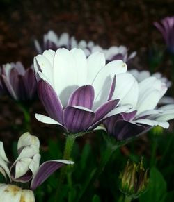 Close-up of white flowers
