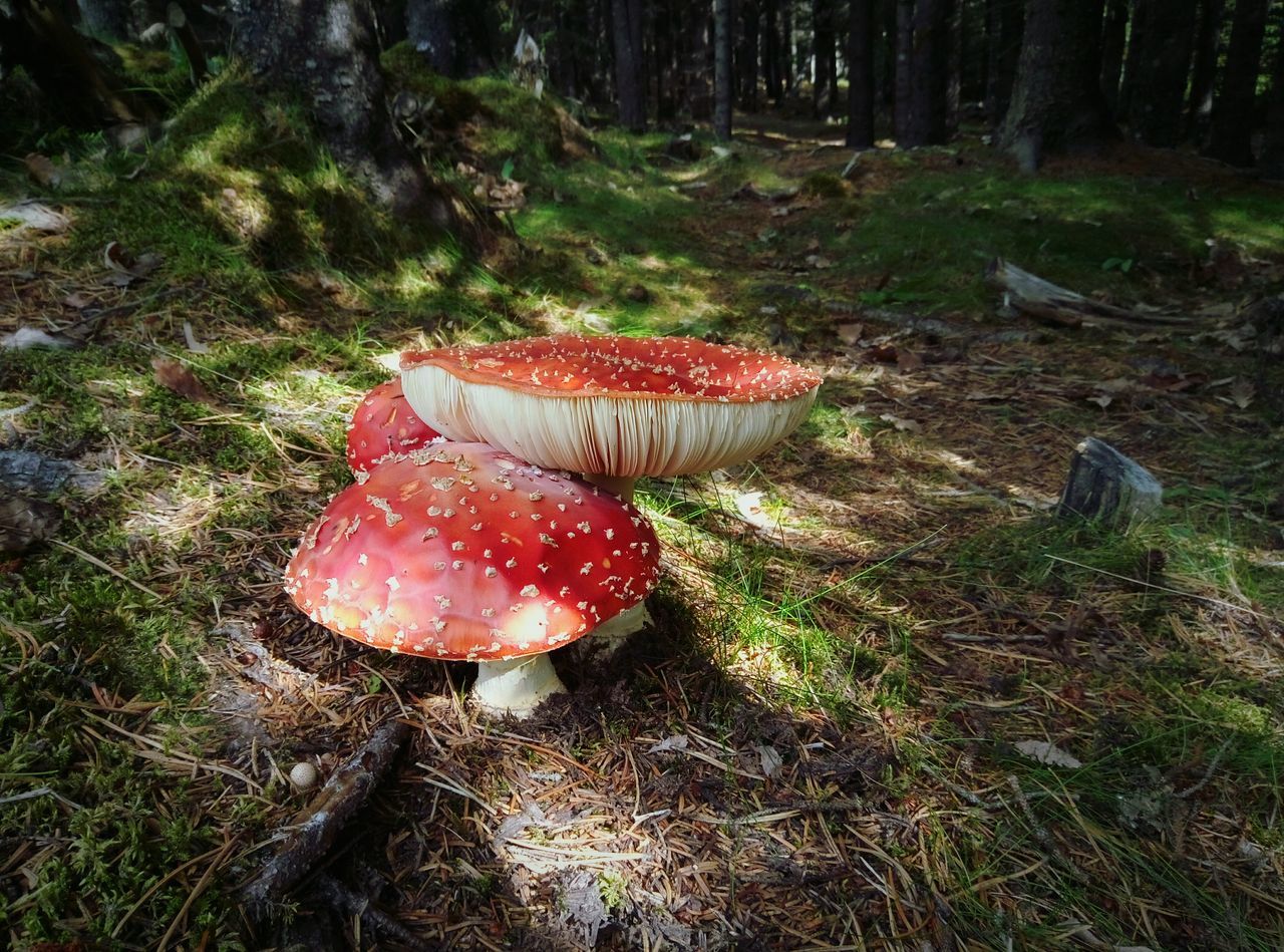 MUSHROOMS GROWING ON FOREST