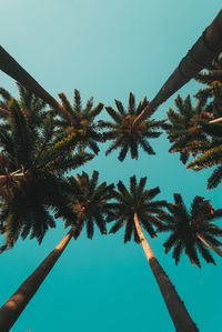 Low angle view of palm trees against clear blue sky