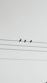 Low angle view of birds perching on tree