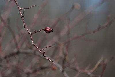 branch