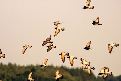 Birds flying in the sky