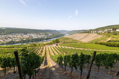 Panoramic view at the moselle valley and the city bernkastel-kues with vineyard in foreground