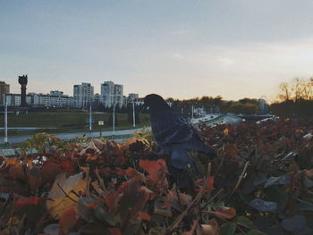 View of city against sky during autumn