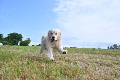 Dog running in field